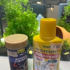 水槽セットすぐ、そのまま使える。レッドグッピー(20匹ぐらい)。 の画像