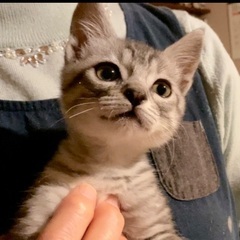 子猫の里親様を募集しております