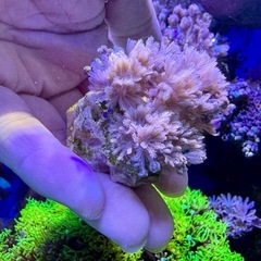 パクパクウミアザミの画像