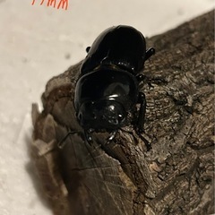 オオクワガタ　♀単の画像