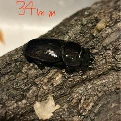 オオクワガタ　♀単の画像