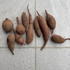 紫芋の画像