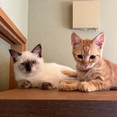 6月生まれの子猫ちゃん2匹の里親を募集します。 - 猫
