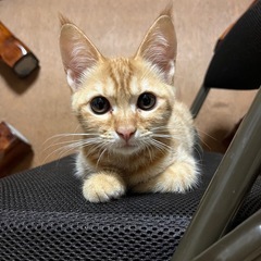 6月生まれの子猫ちゃん2匹の里親を募集します。 - 島田市