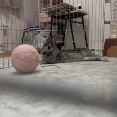 ミニウザギ