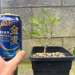 パキプス根差し　の画像
