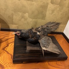 雉の剥製の画像