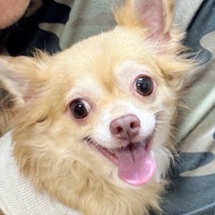 可愛いチワワ女の子🌸７歳　成犬
