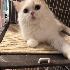 10月26日🌸✨すみれペットクリニック様でスコティッシュ🐈…