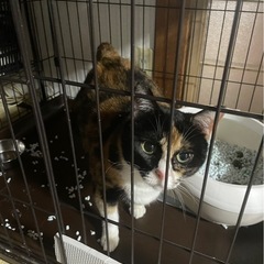 三毛猫？