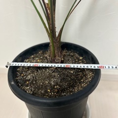 【格安8000円】元気なシンボルツリー！ココスヤシ（約1m）※昨年外で越冬済 の画像