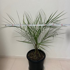  【格安8000円】元気なシンボルツリー！ココスヤシ（約1m）※昨年外で越冬済 の画像