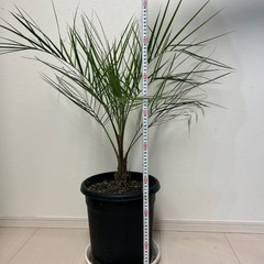  【格安8000円】元気なシンボルツリー！ココスヤシ（約1m）※昨年外で越冬済 の画像