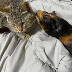 メスキジトラ猫ちゃん