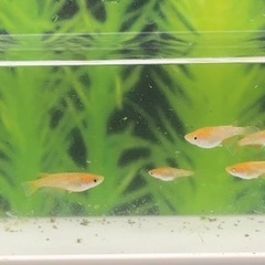ミラージュ　トリオ+普通目5匹　メダカの画像