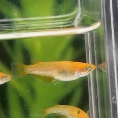 ミラージュ　トリオ+普通目5匹　メダカの画像