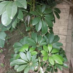 ●大型カポック●１７０cmあります（見栄があり、人気の観葉植物です）元気です、画像参照、◎積める車でお願い致します。★お手数をおかけしますプロフィール必読ですの画像