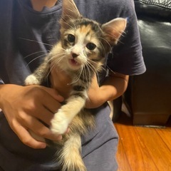子猫の里親