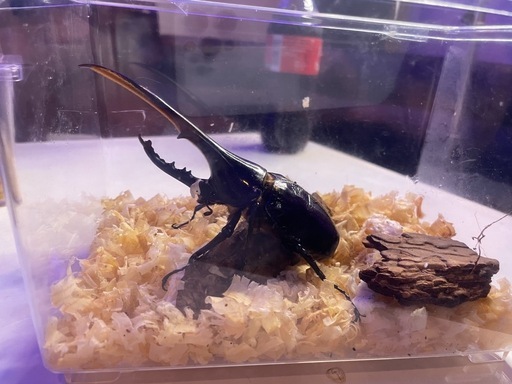 ヘラクレスオオカブトのオスメスとオオクワガタのオスとメス