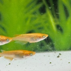 ミラージュ　トリオ+普通目4匹　メダカの画像