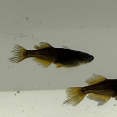 阿行3ペア　メダカの画像