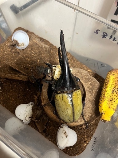週末限定価格ヘラクレスオオカブト♂♀ペア