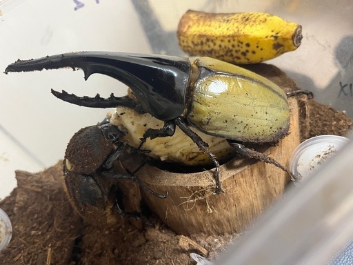 週末限定価格ヘラクレスオオカブト♂♀ペア