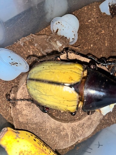 週末限定価格ヘラクレスオオカブト♂♀ペア