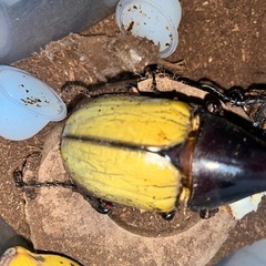 ヘラクレスオオカブト♂♀ペアの画像