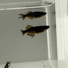 阿行オス4メス3 メダカの画像