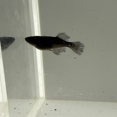 阿行オス4メス3 メダカの画像