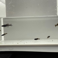 阿行オス4メス3 メダカの画像