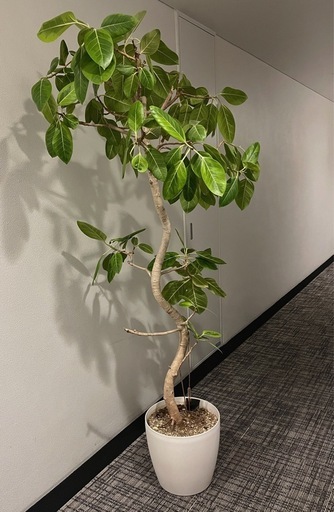 アルテシマゴム