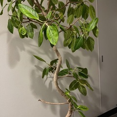 アルテシマゴムの画像