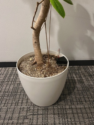 アルテシマゴム