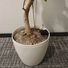 アルテシマゴムの画像