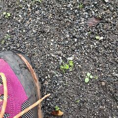 足元の野草♪