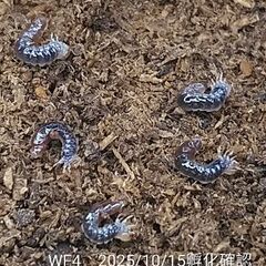 【幼虫5頭】メタドルクスロトゥンダトスの画像