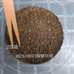 【幼虫5頭】メタドルクスロトゥンダトスの画像