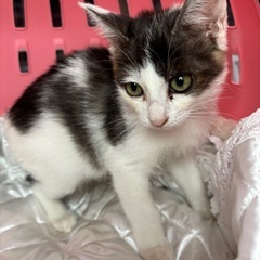 🌸🐈グレー白の仔猫🐈🌸