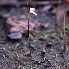 食虫植物　ヒメミミカキグサを探してます