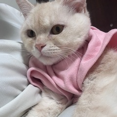 4か月ちょっとの子猫