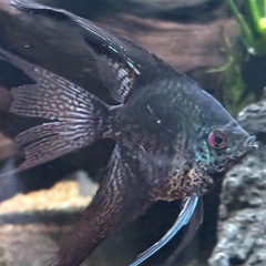 熱帯魚エンゼル二匹の画像