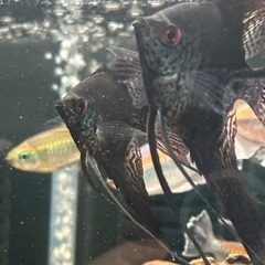 熱帯魚エンゼル二匹の画像