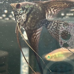 熱帯魚エンゼル二匹の画像