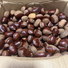 今回で最終！③揖斐川町の生栗の画像