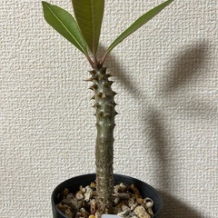 パキポディウム バロニーの画像