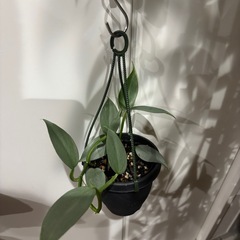 フィロデンドロン　シルバーメタル　吊り下げ　ハンギング　観葉植物　塊根植物　多肉植物　ビザールプランツ　レアプランツ　ガーデニング　植物　グリーン　趣味　盆栽　葉　花　庭　草　インテリア　おしゃれ　飾り　園芸　の画像