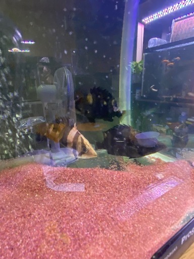 決定　ダトニオプラスワン　3匹セット