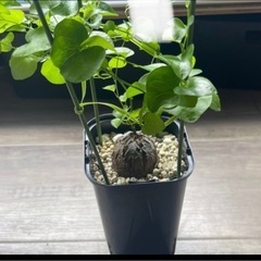 5株セット　塊根植物　パキポディウム　　の画像